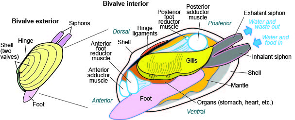 Bivalve Diagram Worksheet